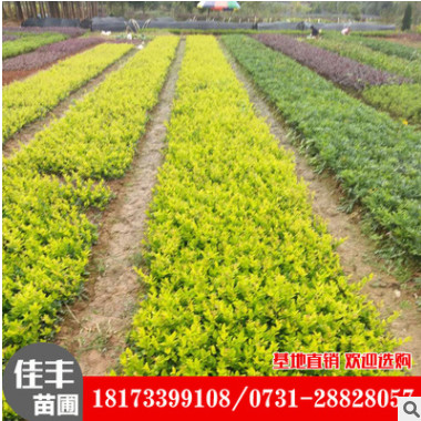 湖南基地直銷批發常綠色灌木金森女貞球 金森女貞