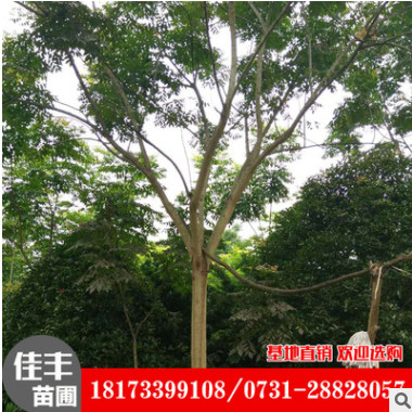 基地直銷 湖南柏家鎮欒樹工程綠化規格齊全 欒樹