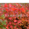 批發(fā)美國紅楓樹苗行道樹綠化苗木紅楓小苗秋火焰