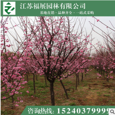 美人梅 盆栽梅花 精品梅花等綠化工程苗木 庭院栽植
