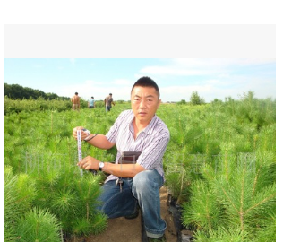 大量供應樟子松營養杯苗