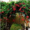 批發(fā)進(jìn)口品種美國凌霄花苗-陽臺庭院綠化攀緣植物生長速度快