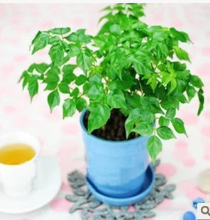 批發供應幸福樹 象征幸福 平安 桌面小盆栽 四季常青 園林植物