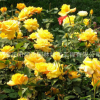 黃帽月季花苗批發庭院觀花植物 園林綠化精品黃帽月季盆栽