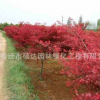 日本紅楓批發 綠化苗木日本紅楓樹苗行道風景觀葉植物可盆栽