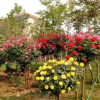 批發樹狀月季花 月季樹花苗 樹形月季 高檔樹樁當年開花3公分粗