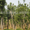 基地綠化行道樹黃連木 園林綠化黃連木小苗 黃連木樹苗8 10公分