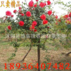 精品樹狀月季花樹苗 玫瑰苗 高檔樹樁盆栽盆景 庭院花卉 3-8厘米