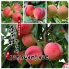 桃樹樹苗 品種齊全 果樹苗 早熟嫁接桃樹苗 3年苗 當年結果