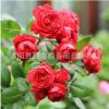 歐洲進口歐月藤本月季花苗 歐月苗薔薇庭院爬藤植物攀援四季開花