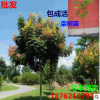 批發 黃山欒樹苗 欒樹樹苗 北京欒樹欒樹小苗
