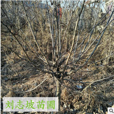 山楂樹果樹 肉質細嫩 可盆栽 品種齊全 成活率高 甜山楂樹