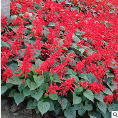 北京批發節日花壇草花 串紅 送貨上門 可負責栽植 可開票