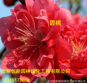 紫葉碧桃樹(shù)苗 紅葉碧桃重瓣嫁接紫葉桃紅葉桃苗庭院綠化小苗植物