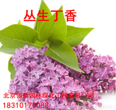 丁香花苗 庭院陽臺盆栽地栽植物 丁香花樹苗 盆栽花卉開花綠植