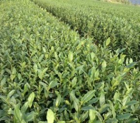 浙江省好點的龍井43 龍井43