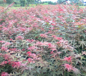供應(yīng)日本紅楓小苗 日本紅楓嫁接苗 日本紅楓樹(shù)苗 綠化苗木