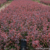 直銷綠化工程苗紅葉小檗苗 紅葉小檗 紅花繼木 地栽盆栽園林綠化