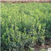 基地批發大葉黃楊 園林工程各種綠植大葉黃楊綠化工程苗品種齊全