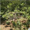 無花果樹 嫁接無花果樹庭院果樹 無花果盆栽 多規格優質果樹批發