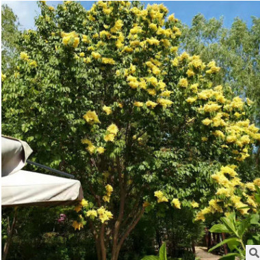 可開花植物丁香樹 多規格丁香樹苗原生紫 園林綠化苗木花木批發