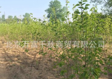 桑樹(shù)苗 果樹(shù)苗 植樹(shù) 種樹(shù) 果苗（百年古桑樹(shù)嫁接）果實(shí)飽滿