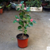 室內(nèi)盆栽綠植花卉名貴四季茶花苗山茶樹苗大苗批發(fā)當(dāng)年開花