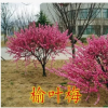 榆葉梅樹苗 各種規(guī)格榆葉梅苗 苗木基地直銷