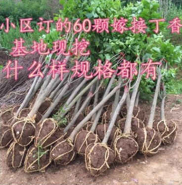 特價批發紫丁香小苗 工程綠化苗 成活率高