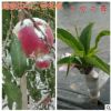 中華二號冬桃 桃樹苗 嫁接桃樹樹苗 極晚熟冬桃苗 冬桃苗 晚熟