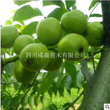 嫁接核桃樹苗 川早2號 四川嫁接川早二號核桃苗 優質高產良種核桃