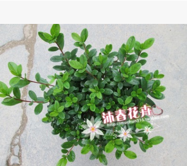 新品種紅燈籠杜鵑苗 比利時西洋杜鵑苗 18杯30cm