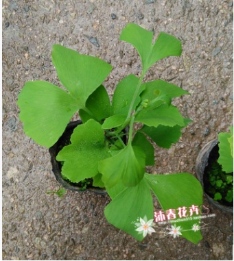 銀杏苗 34-40CM高