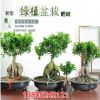 批發大榕樹盆栽 人參榕樹盆景樹樁 小葉榕室內創意綠植 吸收甲醛