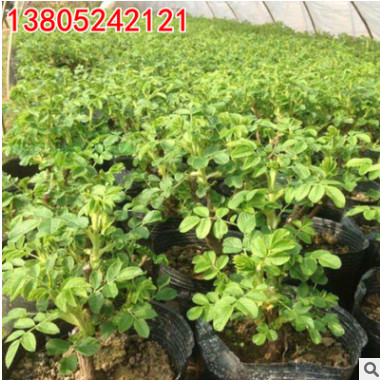 批發大馬士革食用玫瑰地栽玫瑰嫁接苗盆栽玫瑰花苗四季玫瑰煉精油