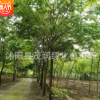 基地直銷園林綠化優質行道樹苗規格齊全櫸樹 紅櫸樹