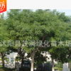 銷售米徑15-20厘米國槐15厘米