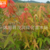 苗圃直銷園林綠化彩葉喬木 雞爪槭苗 盆栽觀賞花卉植物1米高苗