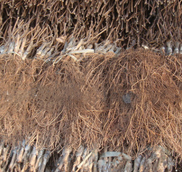 優質山葡萄苗 冬天不埋土防寒的葡萄 雙優 雙紅 北冰紅 公釀一號