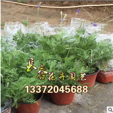 批發(fā)：薰衣草迷迭香苗盆栽室內(nèi)苗木香草植物陽臺(tái)四季花卉凈化空氣