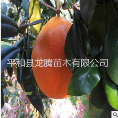 平和琯溪金橙蜜柚苗 紅皮金柚 金桔柚子苗 金橙蜜柚 2年苗