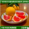 廣西正宗嫁接橙子苗 血橙樹苗 卡拉卡拉臍橙苗 紅肉臍橙嫁接苗