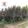 紫葉李樹(shù)苗基地批發(fā)行道樹(shù) 速生紅葉李道路綠化苗木