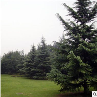 批發白皮松樹苗 白皮松小苗 量大從優 歡迎咨詢