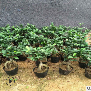 低價(jià)出售室內(nèi)盆栽榕樹(shù) 精致榕樹(shù)盆景帶瓷盆