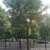 香樟樹苗批發(fā)園林綠化苗木行道庭蔭樹精品盆景香樟苗規(guī)格齊全