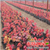 批發(fā)紅楓小苗 規(guī)格齊全工程綠化苗木紅楓苗 街道綠化紅楓苗