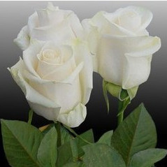 玫瑰苗四季　芬得拉純白色切花月季大苗陽臺盆栽花卉綠化植物