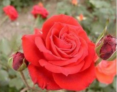 云南玫瑰小苗批發切花月季種苗工程綠盆栽家庭綠植苗木法國紅