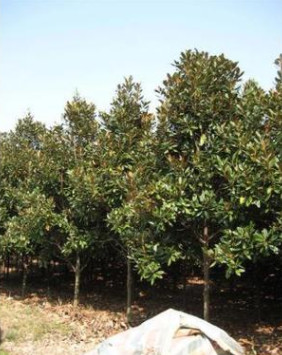 供應(yīng)廣玉蘭 可用做行道樹木